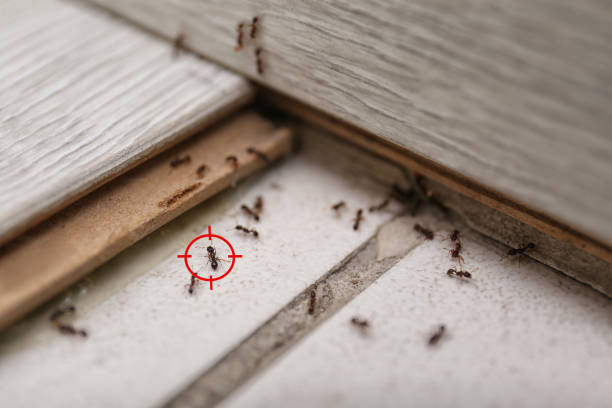 Best Affordable Pest Control Services  in Union Hill Novelty Hill, WA
